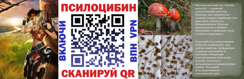 купить   Тамбов  Галлюциногенные грибы Psilocybe 